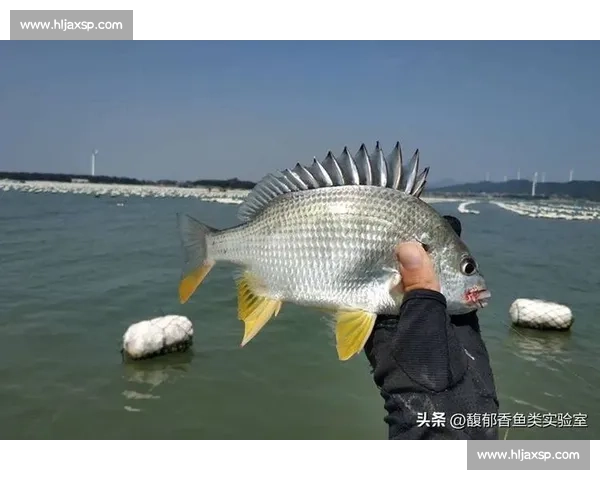 岱山海钓者意外发现：不同鱼类竟有独特 “语言”，百年渔谚暗藏声学密码